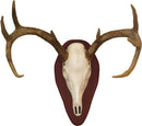 HS EURO HALF SKULL ANTLER