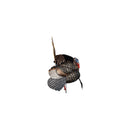 AVIAN X HDR STRUTTER