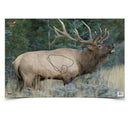 EZE-SCORER 23X35IN ELK 2PK
